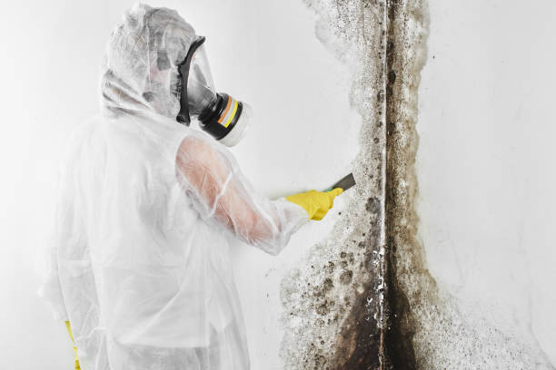 Best Mold Removal Near Me  in Silver Lake, KS