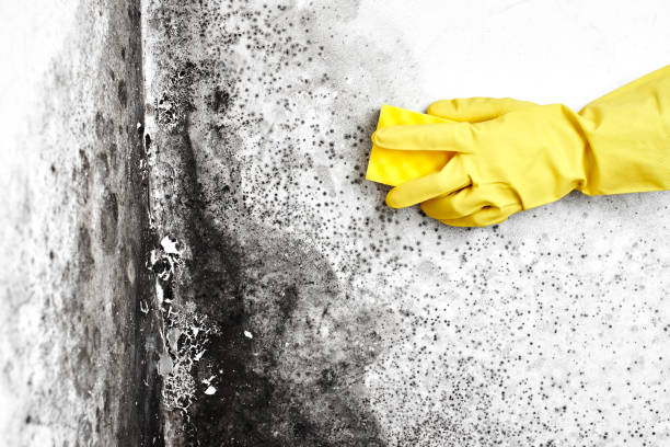 Best Black Mold Removal  in Silver Lake, KS