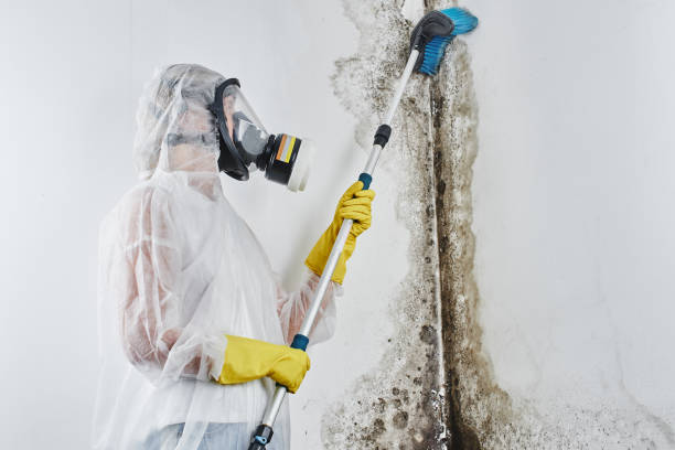 Best Emergency Mold Removal  in Silver Lake, KS