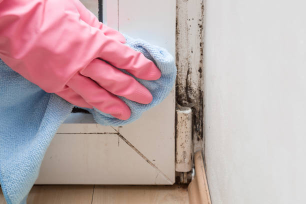 Best Affordable Mold Removal  in Silver Lake, KS